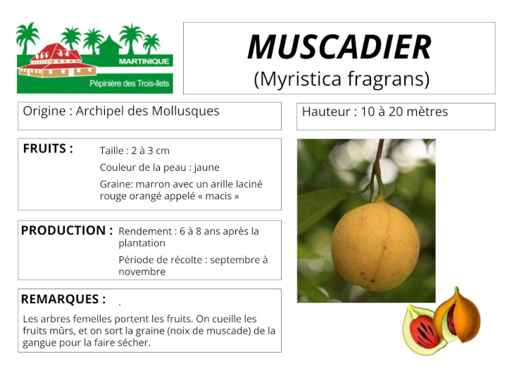 Fiche de culture du muscadier