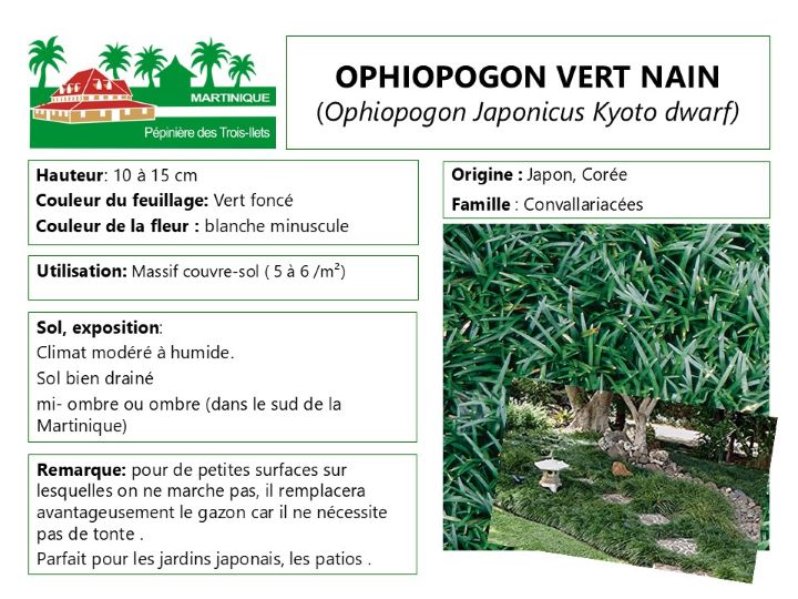 Fiche de culture de l'ophiopopogon vert nain