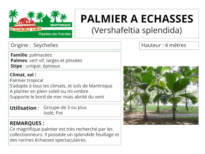 Fiche de culture du palmier à échasses