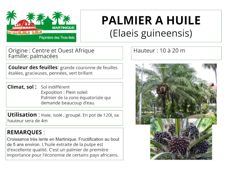 Fiche de culture du palmier à huile