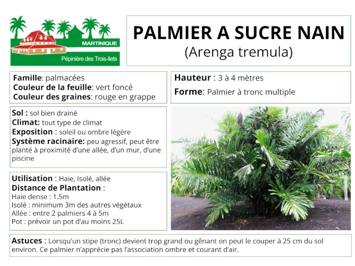 Fiche de culture du palmier à sucre