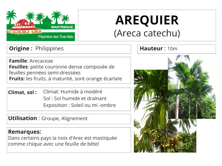 Fiche de culture du palmier aréquier