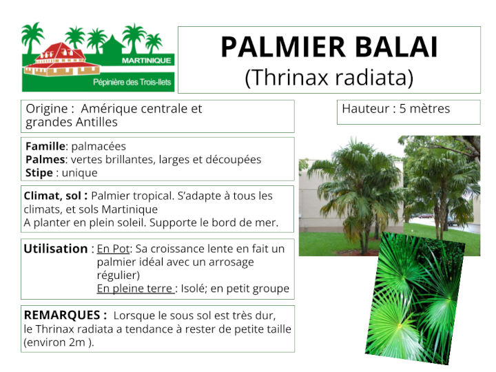 Fiche de culture du palmier balai