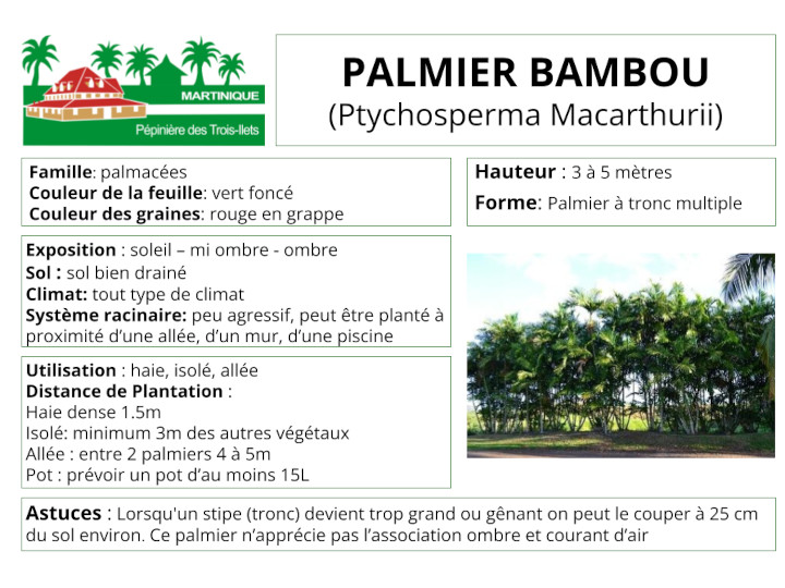 Fiche de culture du palmier bambou macarthurii 