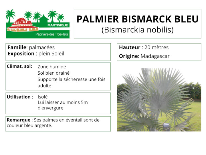 Fiche de culture du palmier bismarck 