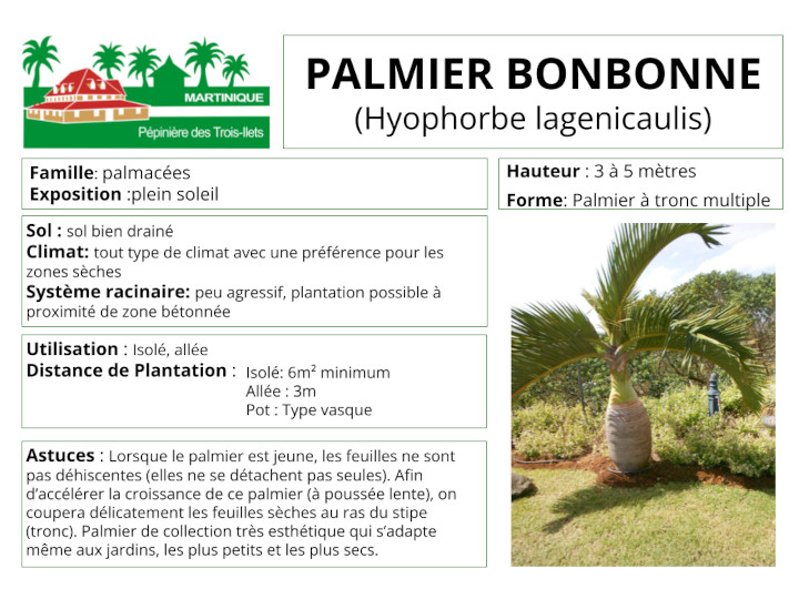 Fiche de culture du palmier bonbonne