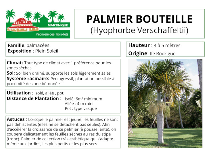 Fiche de culture du palmier bouteille