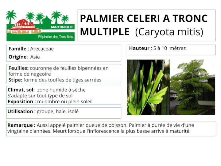 Fiche de culture du palmier celeri à tronc multiple