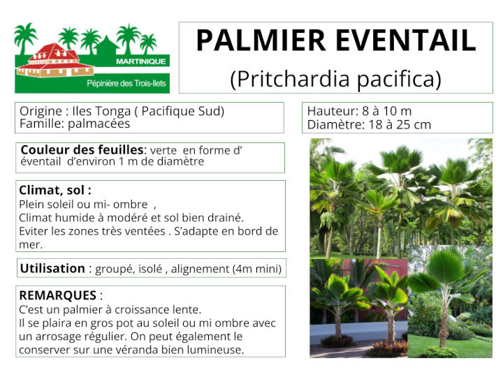 Fiche de culture du palmier éventail
