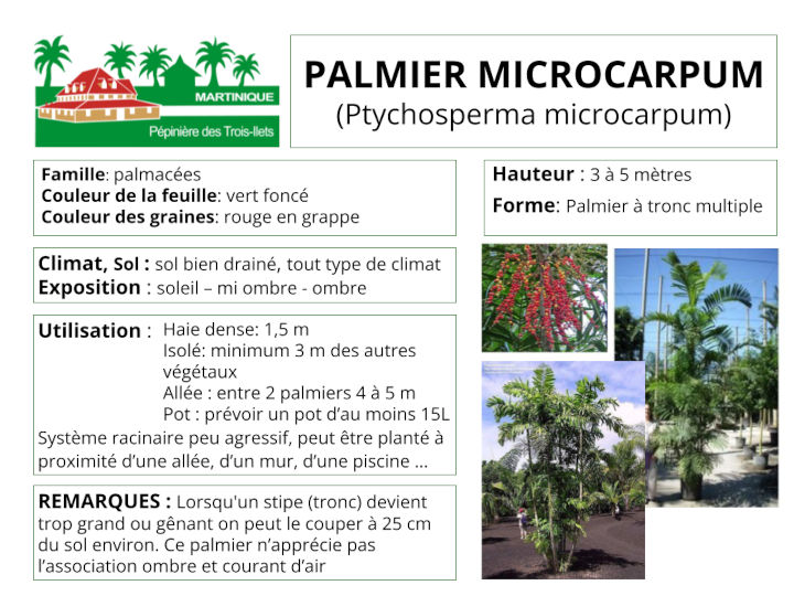 Fiche de culture du palmier microcarpum