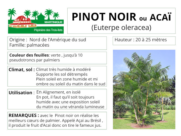 Fiche de culture du palmier pinot noir (Açaï)