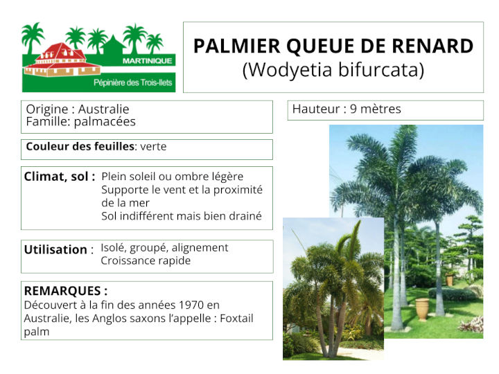 Fiche de culture du palmier queue de renard