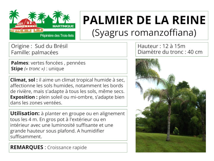 Fiche de culture du palmier de la Reine