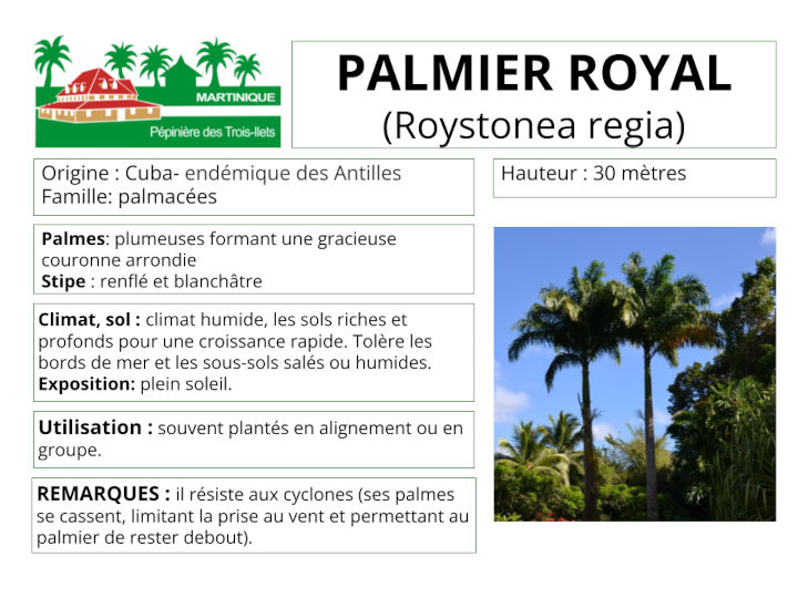 Fiche de culture du palmier royal