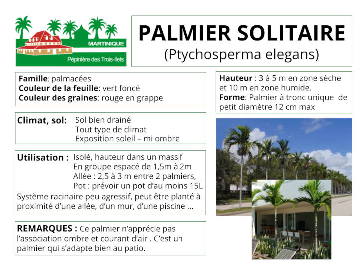 Fiche de culture du palmier solitaire (Ptychosperma)