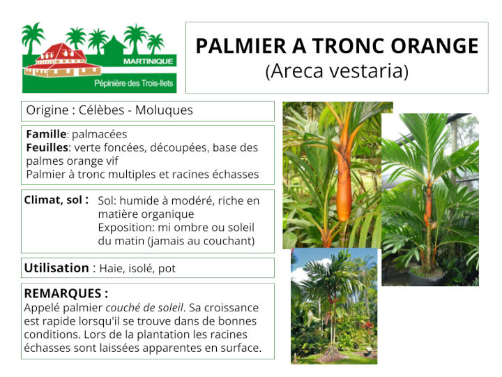 Fiche de culture du palmier à tronc orange