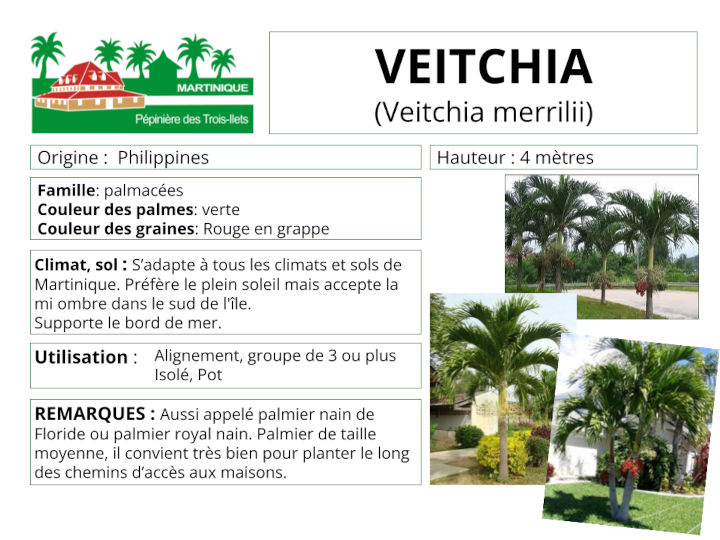 Fiche de culture du palmier Veitchia