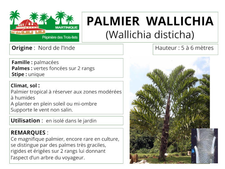 Fiche de culture du palmier wallichia