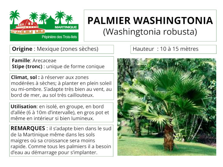 Fiche de culture du palmier washingtonia
