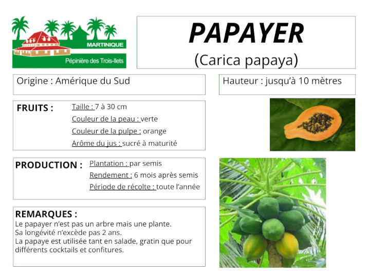 Fiche de culture du papayer