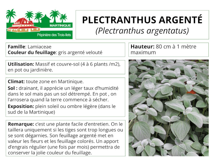 Fiche de culture du plectranthus argenté