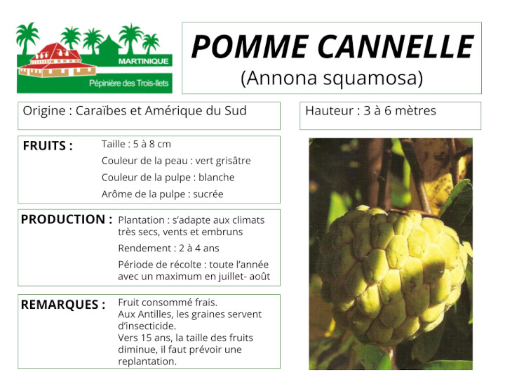 Fiche de culture de la pomme cannelle