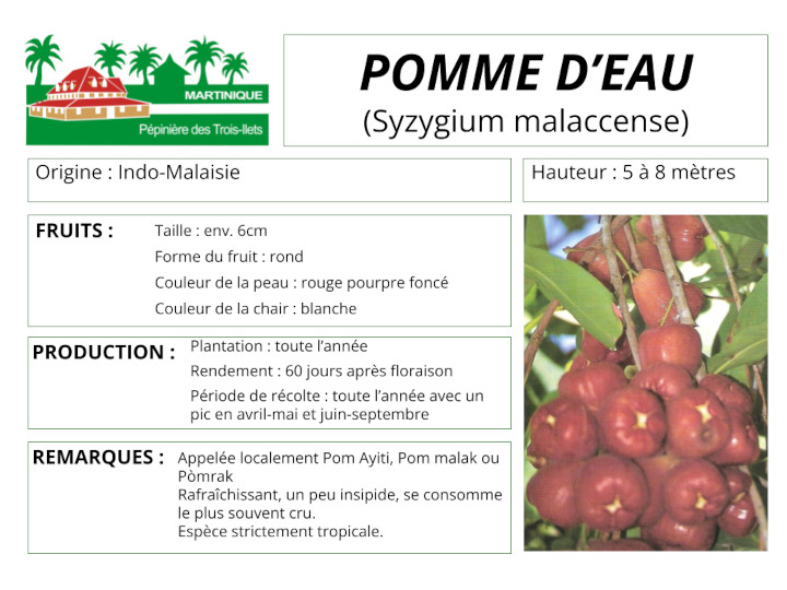 Fiche de culture de la pomme d'eau