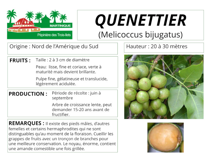 Fiche de culture du quenettier