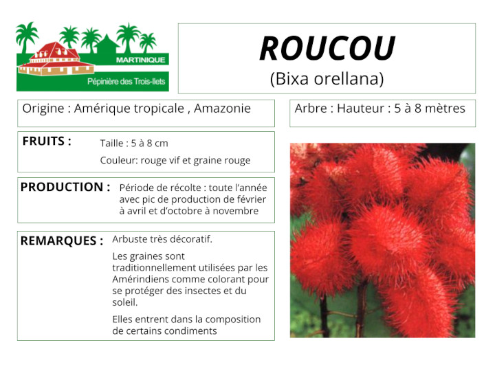 Fiche de culture du roucou