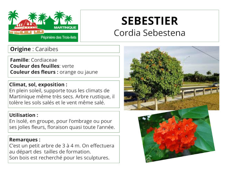 Fiche de culture du Sébestier