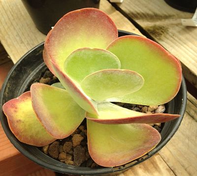 Kalanchoe thyrsiflora